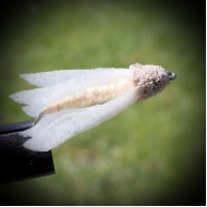 Nattsvermer (white moth)