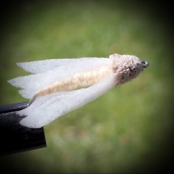 Nattsvermer (white moth)