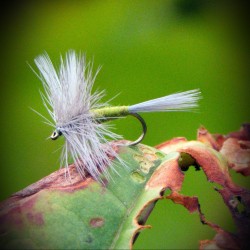 Blue winged olive Blue winged olive