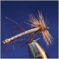 Daddy longlegs detached