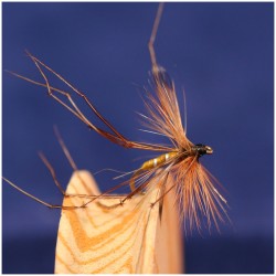 Daddy longlegs Daddy longlegs
