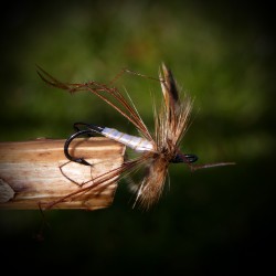 Daddy Longlegs, dobbel Daddy Longlegs, dobbel