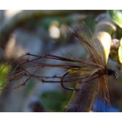 Daddy longlegs Daddy longlegs