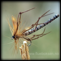 Daddy longlegs detached Daddy longlegs detached