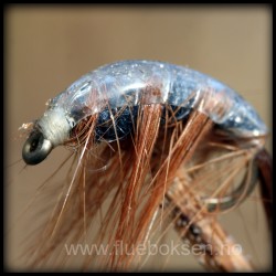 Czech, Gamnos shrimp Czech, Gamnos shrimp