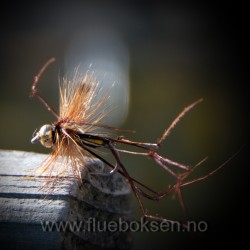 Goldhead, Daddy Longlegs Goldhead, Daddy Longlegs