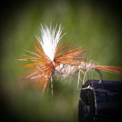 Hares Ear, Parachute Hares Ear, Parachute
