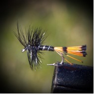 Black Pennel Spider, dry