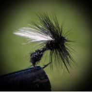 Flygemaur, svart (ant)