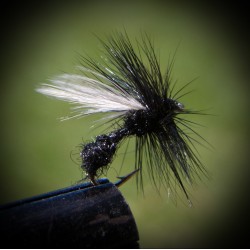 Flygemaur, svart (ant) Flygemaur, svart (ant)
