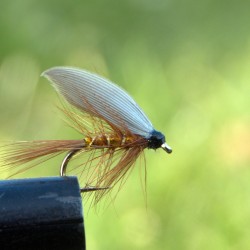 Wickhams fancy, våt Wickhams fancy, våt