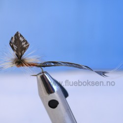 E Vulgata E Vulgata