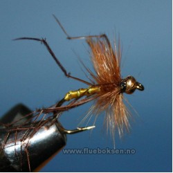 Goldhead, Daddy Longlegs Goldhead, Daddy Longlegs