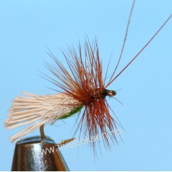 G & H Sedge G & H Sedge