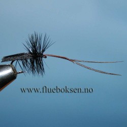 Horned Sedge, Black Horned Sedge, Black