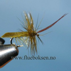 Horned Sedge, Olive Horned Sedge, Olive