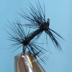 Knotted midge Knotted midge