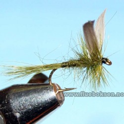 Olive Dun, Winged Olive Dun, Winged