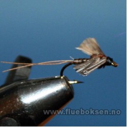 Stonefly Creeper Stonefly Creeper