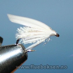 White Moth White Moth