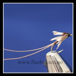 Stonefly Creeper Stonefly Creeper